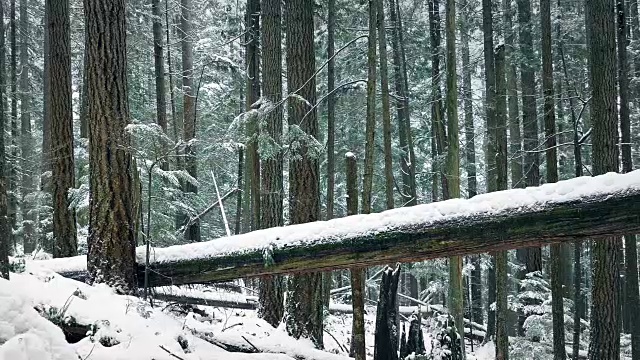 移动过去在雪中倒下的树视频素材