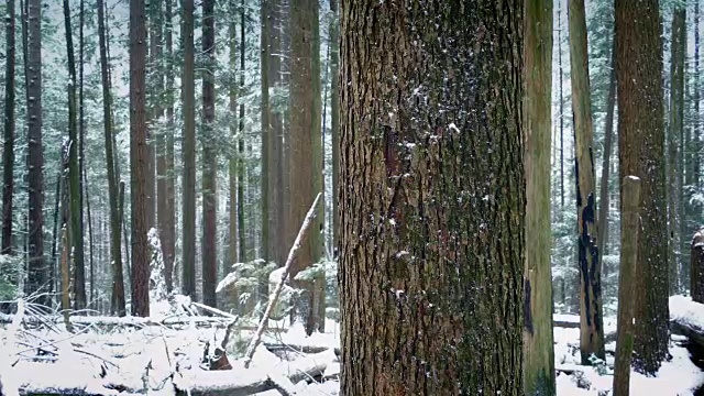 在飘雪中走过树干视频素材