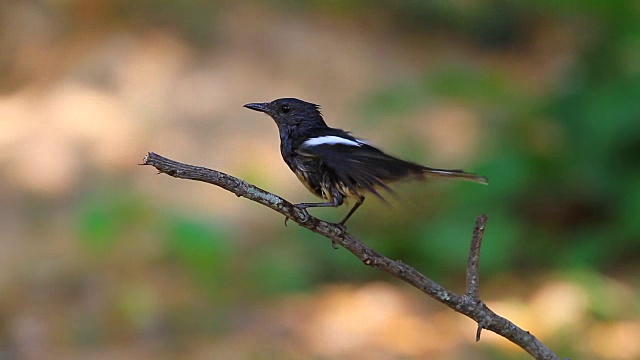 东方喜鹊知更鸟视频素材