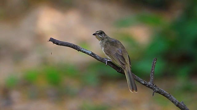 自然界中的条纹耳鹎(Pycnonotus blanfordi)视频素材