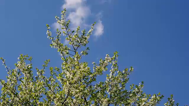 樱桃树在天空视频素材