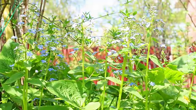 Forgetmenot花间隔拍摄视频素材