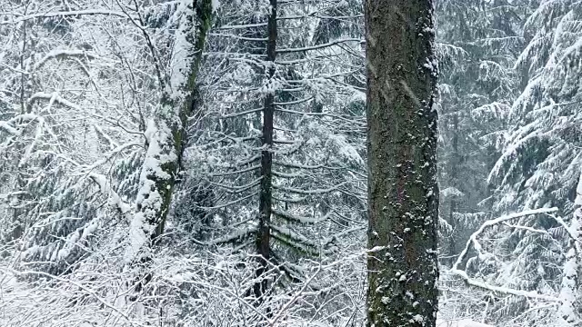 经过美丽的冬天森林与雪花视频素材