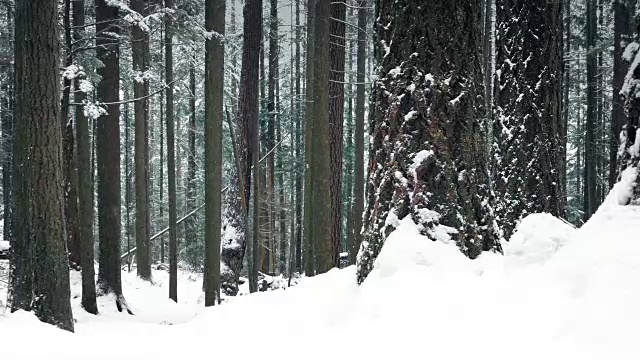 深冬降雪中的林地视频素材