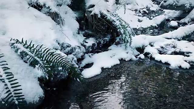 雪域森林中的小溪移动镜头视频素材