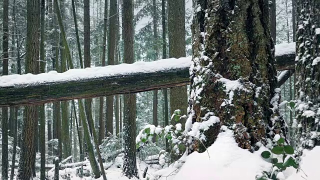 被埋在雪中的过路树木视频素材