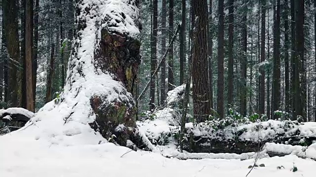 雪中经过一棵巨大的老树视频素材