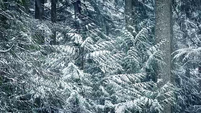 暴风雪中的雪树视频素材