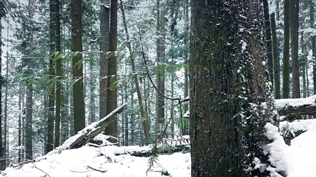 经过美丽的森林树在雪视频素材