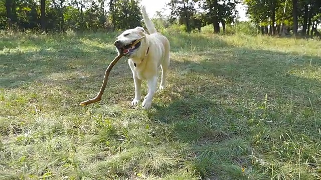 犬种拉布拉多犬或金毛猎犬，嘴里叼着棍棒，摇着尾巴在野外奔跑。慢动作视频素材