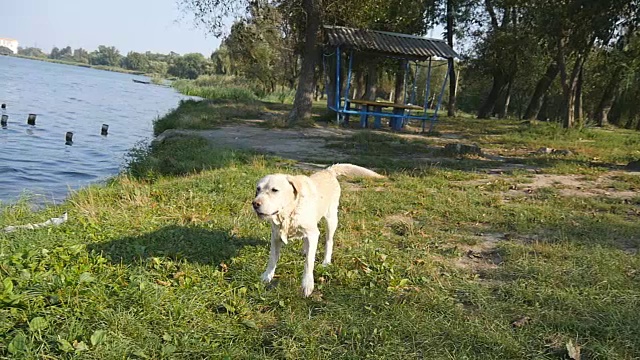 湿狗在大自然中抖掉毛上的水。金毛寻回犬或拉布拉多在湖里游泳后。慢动作视频素材