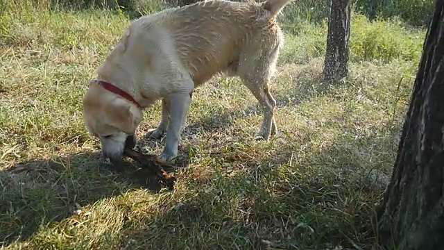 湿狗在大自然中抖掉毛上的水。金毛寻回犬或拉布拉多在湖里游泳后。慢动作视频素材