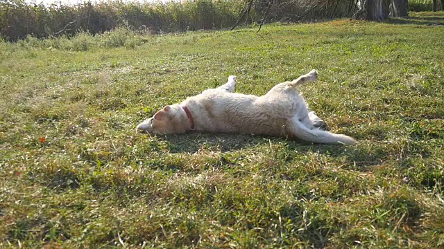 拉布拉多或金毛猎犬在草坪上抓背。狗在草地上打滚。在大自然中嬉戏的顽皮动物。缓慢的运动。近距离视频素材