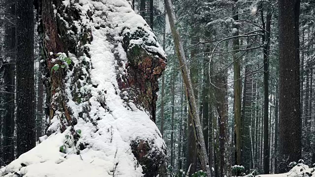 在冬天的森林里，老树被雪覆盖视频素材