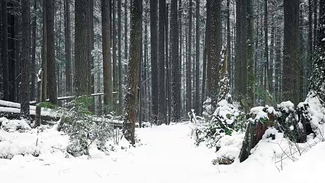 雪中树林中的小路视频素材