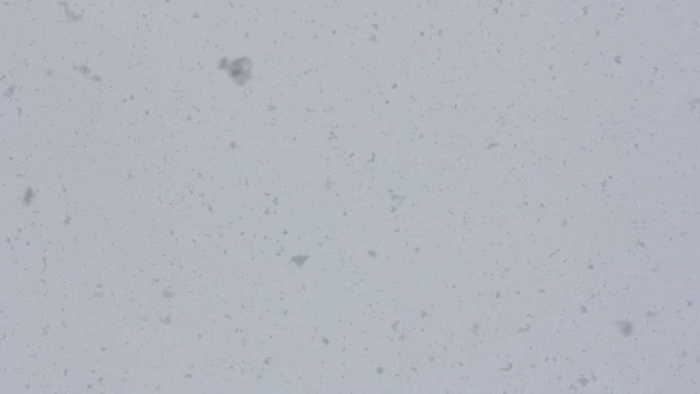 在白天，大片大片的雪花从天空中慢慢地飘落下来视频素材