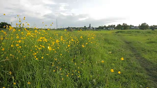 野花。视频素材