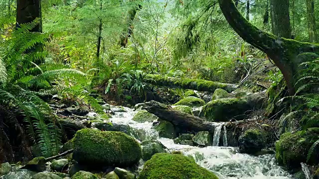 路过美丽的森林河视频素材