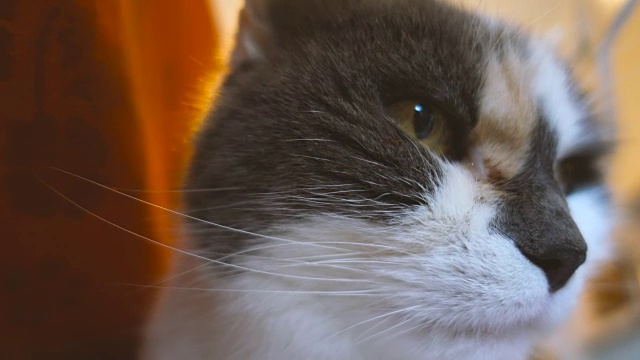 一个可爱的家老猫的特写视频素材