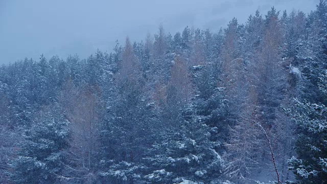 在树林间下雪视频素材