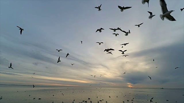 天空中有海鸥。缓慢的运动。视频素材