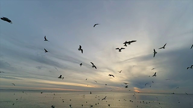 天空中有海鸥。缓慢的运动。视频素材