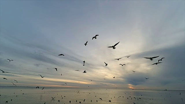 天空中有海鸥。缓慢的运动。视频素材