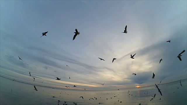 天空中有海鸥。缓慢的运动。视频素材