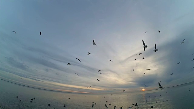 天空中有海鸥。缓慢的运动。视频素材