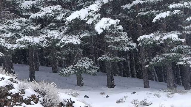 大雪视频素材