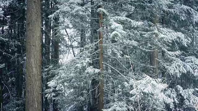 暴风雪中的森林树木视频素材