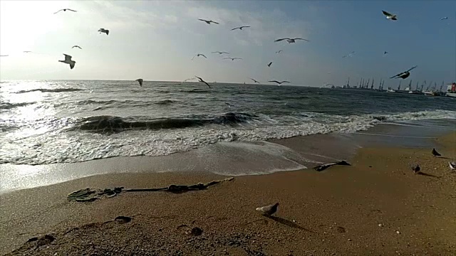 海鸥和海洋。缓慢的运动。视频素材