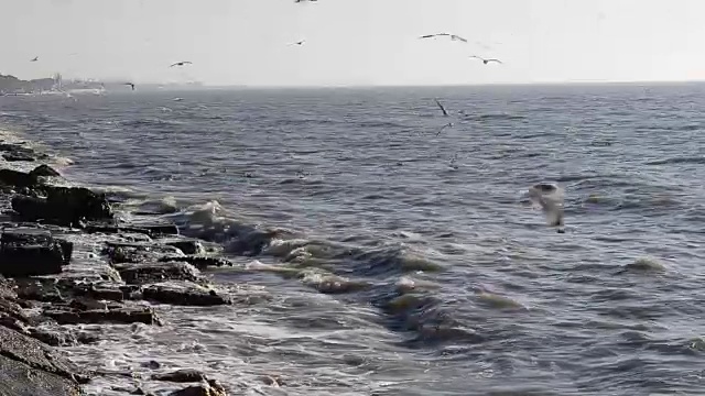 海鸥飞过大海视频素材