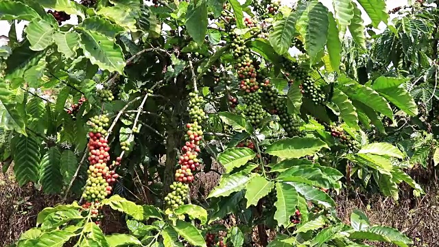 在阳光明媚的夏日种植咖啡视频素材