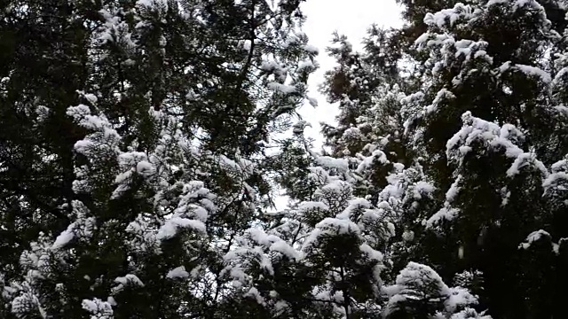 冬天的雪视频素材