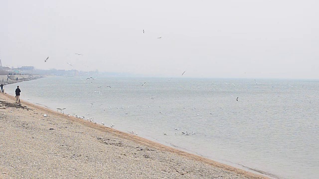 天空中有海鸥。视频素材