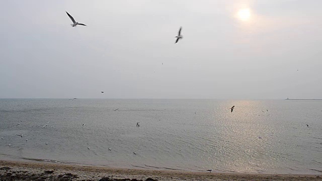 天空中有海鸥。视频素材