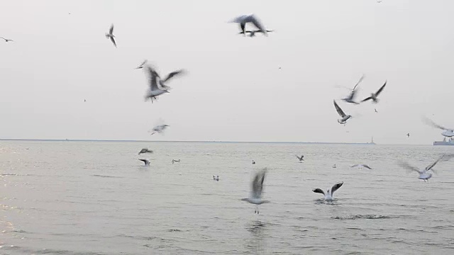 天空中有海鸥。视频素材