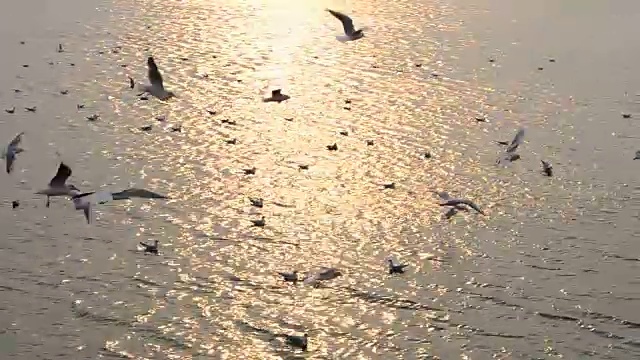 天空中有海鸥。视频素材