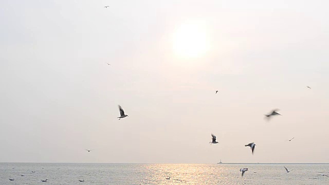 天空中有海鸥。视频素材