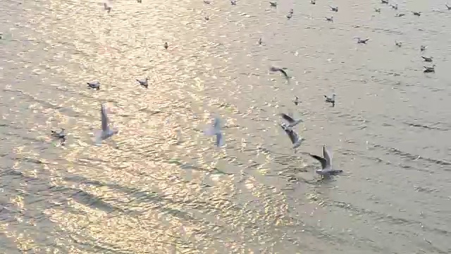 天空中有海鸥。视频素材