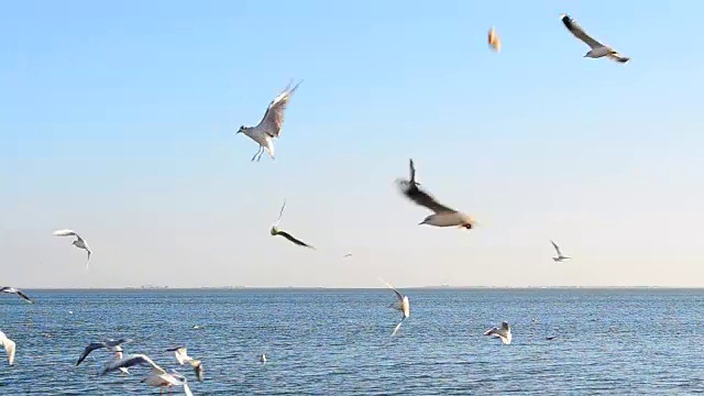 天空中有海鸥。视频素材