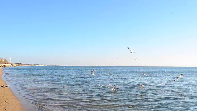 天空中有海鸥。视频素材