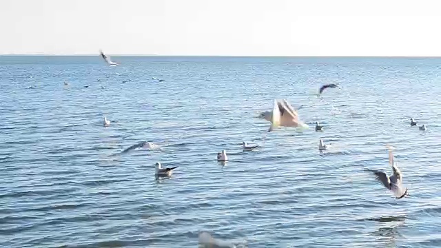 天空中有海鸥。视频素材