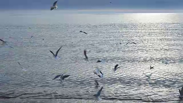 天空中有海鸥。视频素材