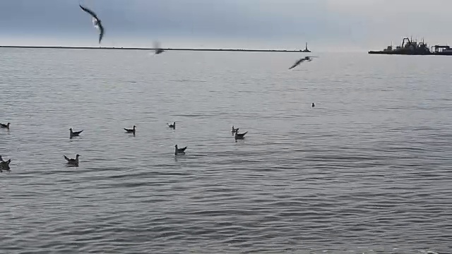 天空中有海鸥。视频素材