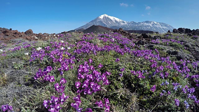 在火山背景上的火山渣上生长的草甸花视频素材