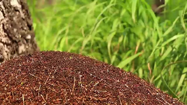 大量的蚂蚁匆匆爬上蚁丘视频素材