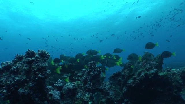 水下珊瑚生活录像视频素材