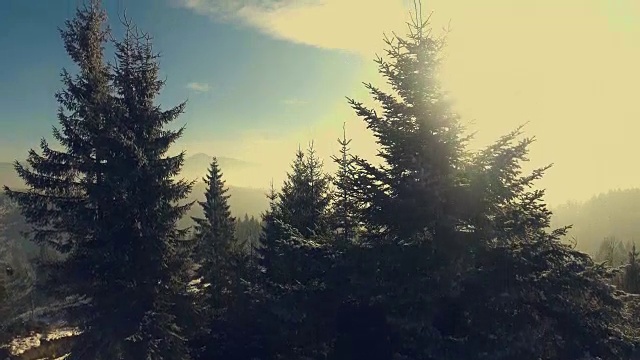 飞过山里冬天的森林视频素材